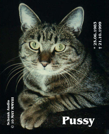 Katze Pussy - Portrait